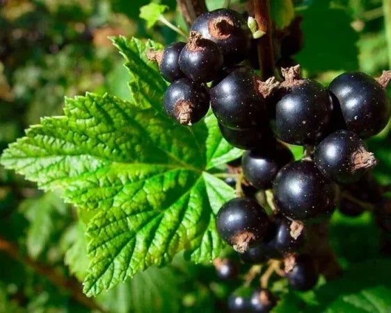 Schwarze Johannisbeere (Black currant)- Aroma Öl - 10 ml
