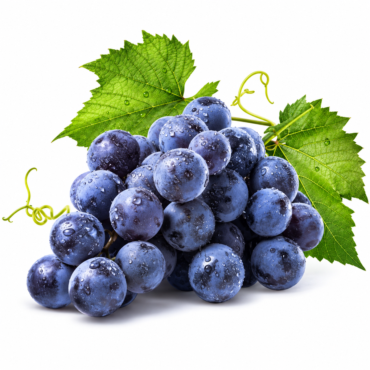 Dunkelblaue Trauben mit grünen Weinblättern auf weißem Hintergrund – Duftmotiv.