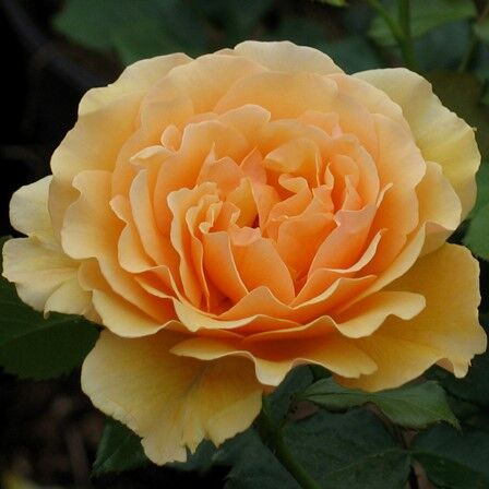 Rose Bernsteinrose Aromaöl 10 ml