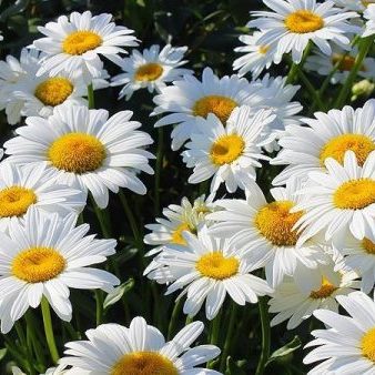 Weiße Blüten mit gelber Mitte zwischen grünen Blättern