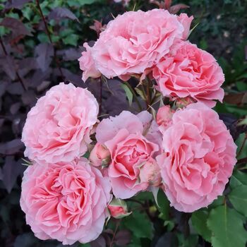 Rose Japanische Rose Aromaöl 10 ml