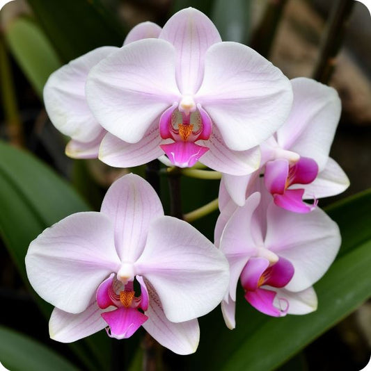 Orchidee Aromaöl 10 ml