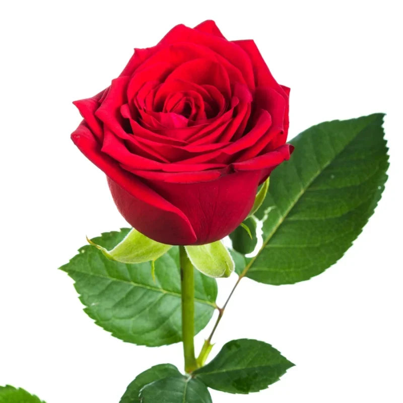 Rose Rote Rose Aromaöl 10 ml