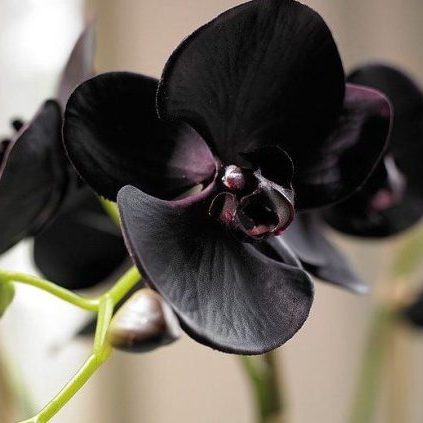 Orchidee Schwarze Orchidee Aromaöl 10 ml