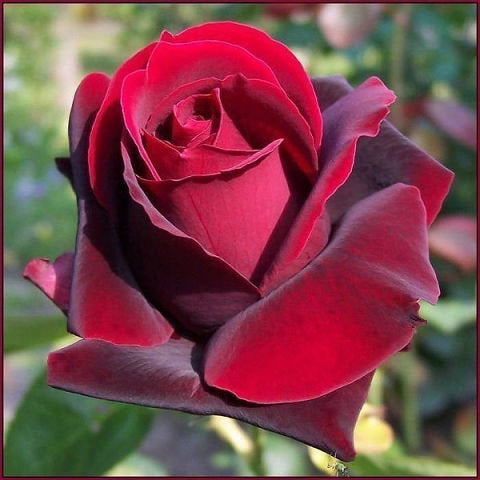 Rose Samtrose Aromaöl 10 ml