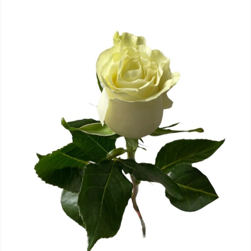 Duftöl Weiße Rose (White Rose)