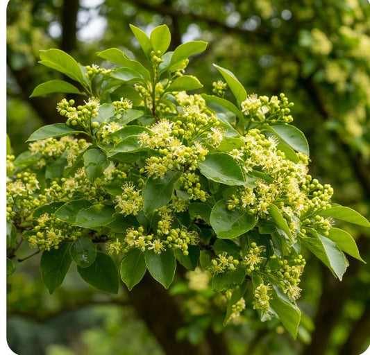 Lindenblüte Aromaöl 10 ml