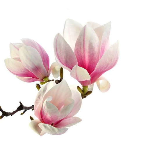 Magnolie Aromaöl 10 ml