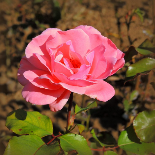 Rosa sanfte Rose Aromaöl 10 ml