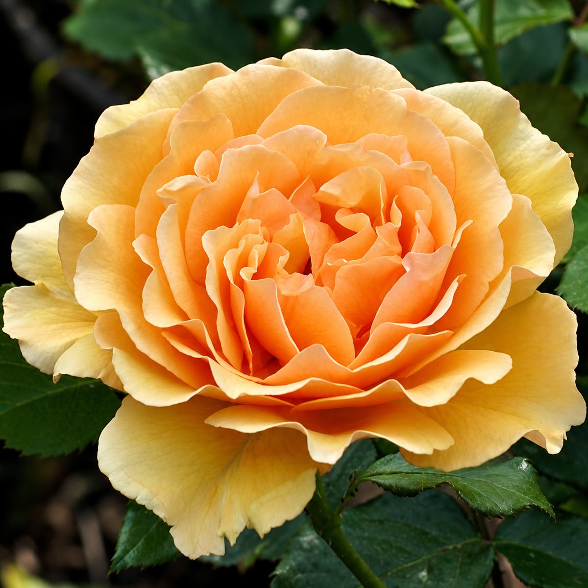 Geöffnete goldgelbe bis pfirsichfarbene Rose vor grünem Laub – Duftmotiv.