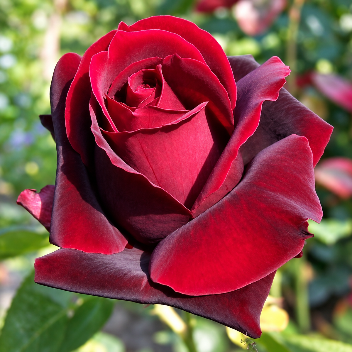 Dunkelrote Rose mit samtig wirkenden Blütenblättern im Garten – Duftmotiv.